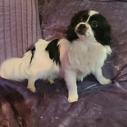 smooth coat Mi-ki puppy for sale