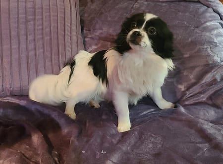 smooth coat Mi-ki puppy for sale